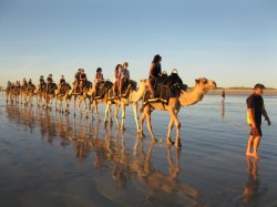 Cable Beach Camel Ride Wa