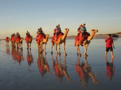 Cable Beach Camels Wa