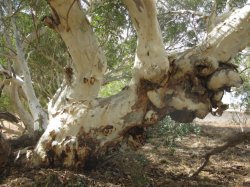 Gum Tree Minilya River Wa