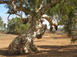 Gum Tree Minilya River Bed Wa