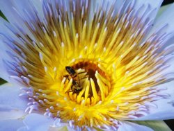 A Bee's Diningroom