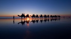 Cable Beach Camels, Broome