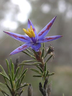 Blue Tinsel Lily