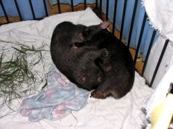 Our Orphaned Wombies