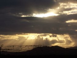 Barb Wire