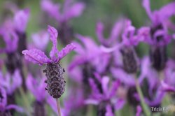 A Touch Of Lavendar