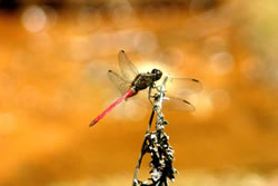Red Dragonfly