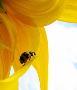 Lil Ladybug N Yellow Gold Portrait