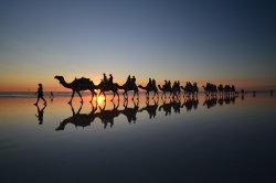 Camel Train