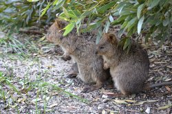Quokka With Baby