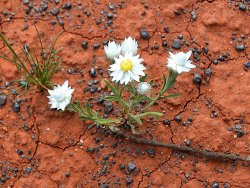 Desert Bloom