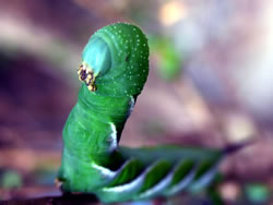 Am I Worm Or Parrot