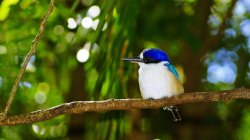 Beautiful Kingfisher