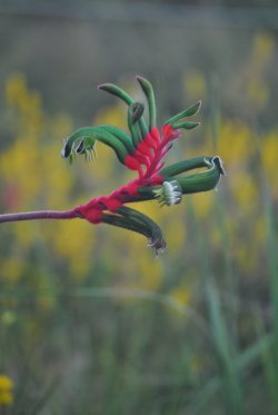 Australia's Native Flora 