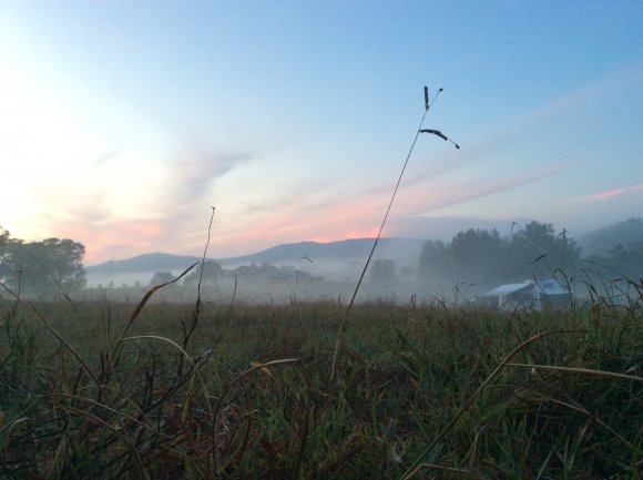 Foggy Morning At Martins Creek Nsw
