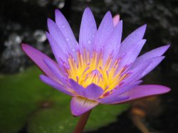 Radiance'
