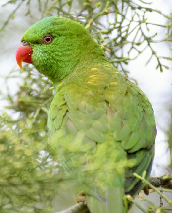 Green Bird