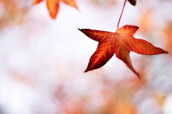 Autumn Leaf