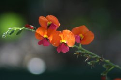 Chorizema Cordatum