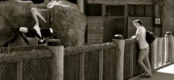 The Boy And The Pelican.