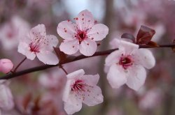 Spring Has Sprung