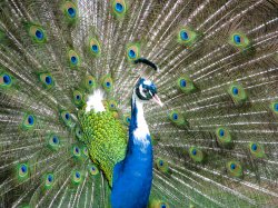 Perfect Peacock