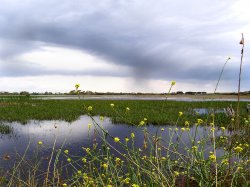Wetlands