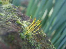 Mossy Rock