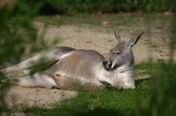 Sunbake