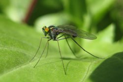 The Aussie Backyard Bug