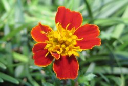 A Splash Of Colour