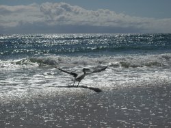 Pelican At Fraser Island