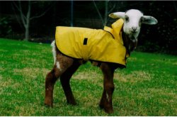 Ready For The Rain