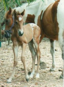 Her 1st Foal