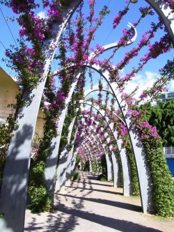 Bougainvillea Arbour Southbank Brisbane
