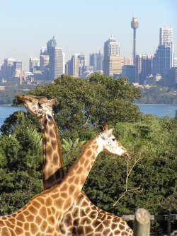 Giraffe's In Sydney