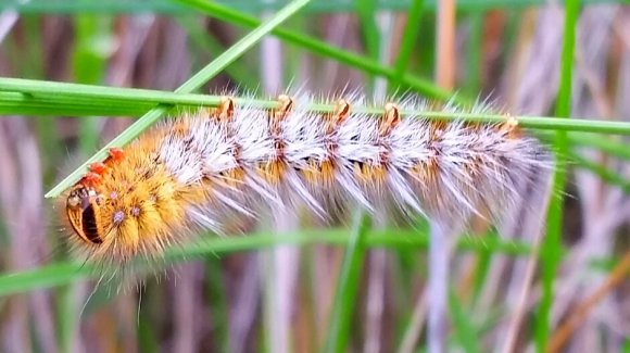 Hairy Caterpillar