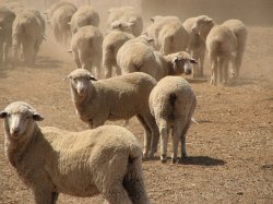 Sheep