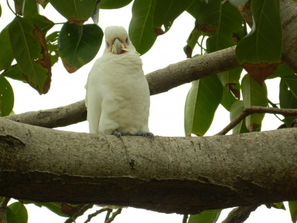 Posing Corella