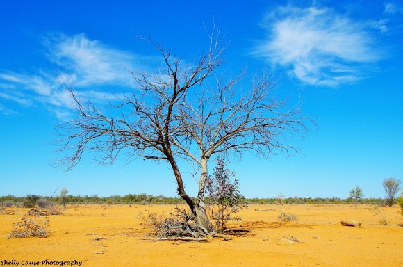 Outback's Dry Winter