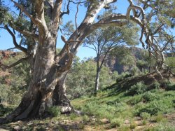 Flinders Ranges Brachinni Gorge Sa