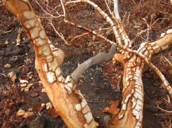 Ghost Gum Beauty Karijini Wa