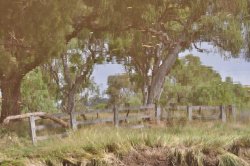 Crooked Fence