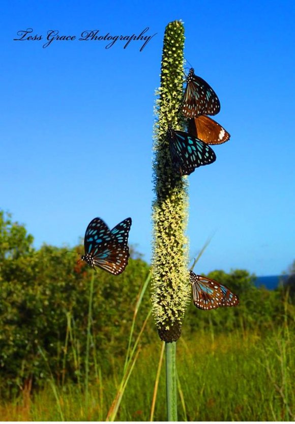 Butterflies