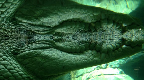 Crocodile Reflection From Beneath