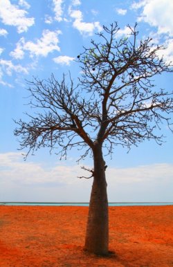 Broome Boab