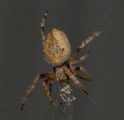 Macro-life2