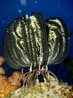 Great Barrier Reef Crab