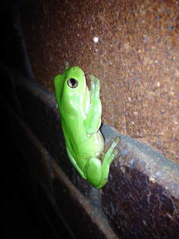 Night Visitor