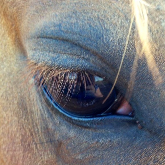 I See You